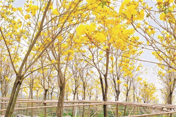 柳州黄花风铃木盛开花量没有往年多